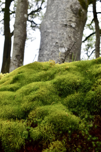 Pillows of moss and the white trunk of a beech.