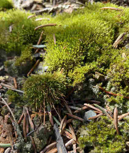 Clumps of thick green springy moss. On the clump nearest to us are a lot of thin long orange sporophytes sticking out almost horizontally. On the other clumps are tiny bright green spots that, if you zoom in, are new sporophytes growing. There are some scattered pine needles on top and a little bit of cedar debris, showing the very small scale