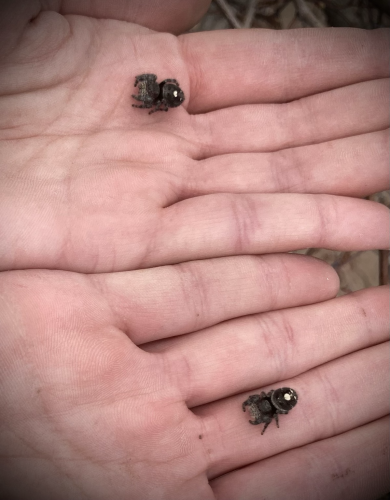 Hands holding 2 jumping spiders. 
