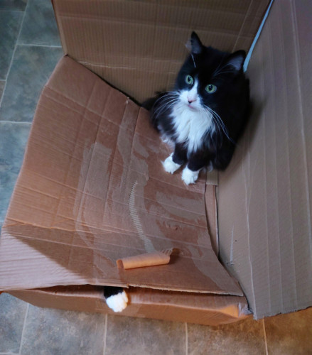 A fluffy tux cat sitting on top of one corner of a large flat cardboard box, partially collapsing it. His green eyes portray wide-eyed innocence. 
At the other end of the box, from inside, a white and black paw protrudes.