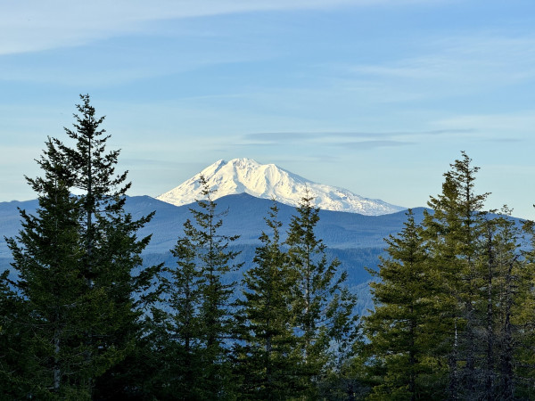 Mount Adams peeking over the Cascades in the evening. The volcano is covered in white snow. Tall trees in the foreground. The forest is dark green because the sun is setting. Light blue sky. 