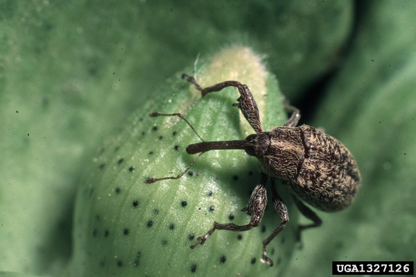 Photo of a boll weevil, sitting on a cotton boll. It's a little fuzzy grey beetle with a long weevil snout.