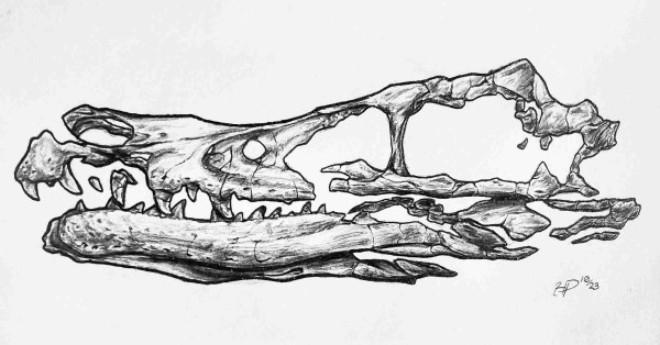 A detailed pencil illustration of the crushed skull of the Velociraptor holotype in profile facing left. The skull is largely complete, mainly missing pieces of the back of the jaw.