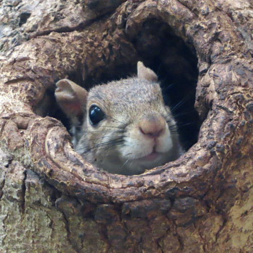 squirrel peeking out of tree hole 