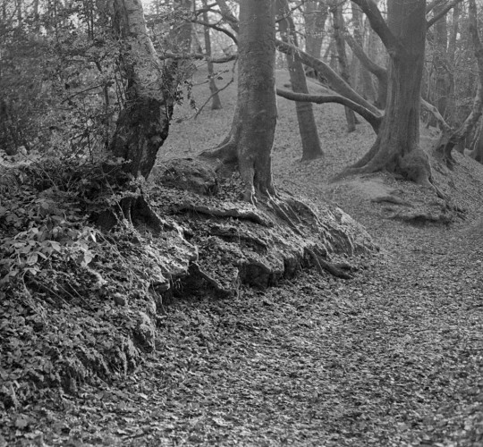 A wood in winter, with the trunks and branches of bare trees dominating the upper half of the image. A leaf-strewn path in the lower right area, and a bank with exposed roots in between. Black and white photo.
