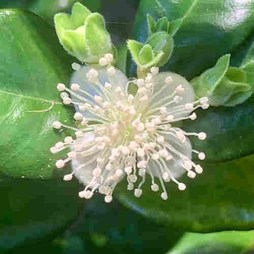 Close-up of a white flower with numerous stamens surrounded by green leaves and buds. It looks like a fireworks explosion. The flower is surrounded by four smaller unopened flower buds and waxy dark green leaves. 