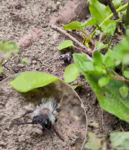 A composite shot of two photos of the same bee. One is a close up. It's a black bee with big patches of white fur. It's standing on the naked soil. It has big eyes and a furry face.
