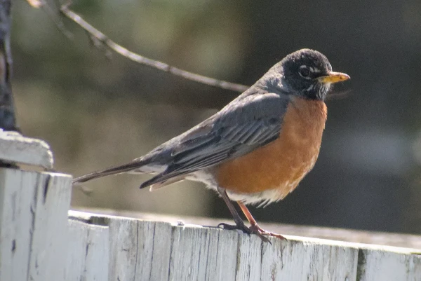 Profile view of an American robin on a fence