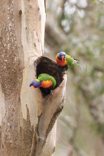 Two brightly colour parrots, one poking out of , one perched on the lip of, a tree hollow in a eucalyptus tree. 
The parrots have red beaks and eyes, blue heads, orange and red chests, yellow nape, green wings, and blue and green tails. 