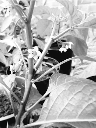 Black and white photograph of a chilli plant. It is a close-up of the plant. The plant has several flowers and a fruit. In the background there are other chilli plants in pots in front of a stone wall.