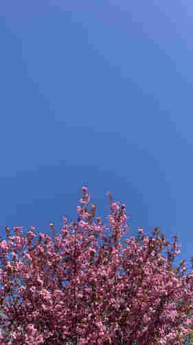 The top of a tree covered in fluffy pink blooms against a blue blue blue sky.