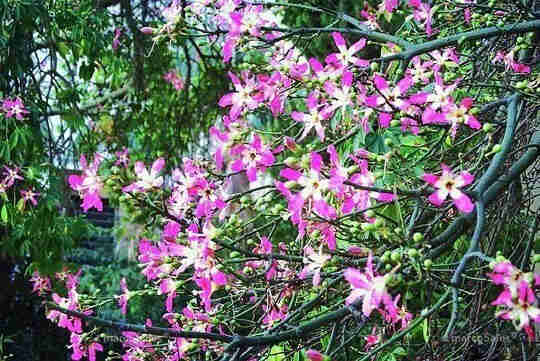 Ceiba Speciosa. The blossom of the Silk-floss Tree flowers, also known as the Floss-silktree, is captured in beautiful photo art prints. https://buff.ly/42os9pf 