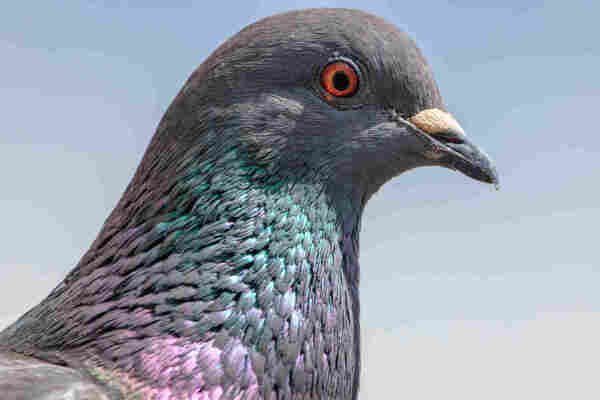 A close up pigeon portrait. Athena in profile facing the right of the frame.
