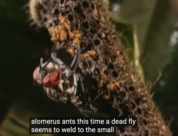 Still from the video show ants holding a dead fly trapped to their nest. Their nests are a network of holes they pop out and grab the legs of unfortunate insects. 

Machine translation caption reads "alomerus ants this time a dead fly seems to weld to the small..."

The correct spelling is "allomerus ants"