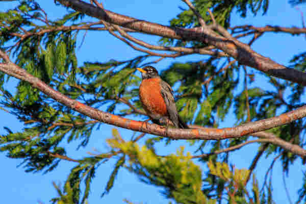 An American robin perches on a cypress branch in bright sunlight. The bird's warm color palette contrasts nicely with the background's green foliage and blue sky.