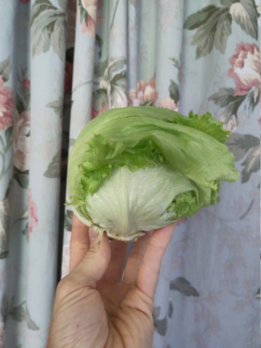 A head of lettuce photographed in my hand in front of a blue floral curtain. The outer leaf sweeps dramatically from left to right across the circumference of the head, suggesting a comb-over hairdo.