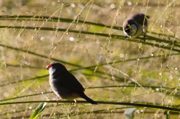 Two small birds sitting in long grass among grass seeds. The foreground bird is facing left and away directly towards a low sun. The background bird is out of focus.
