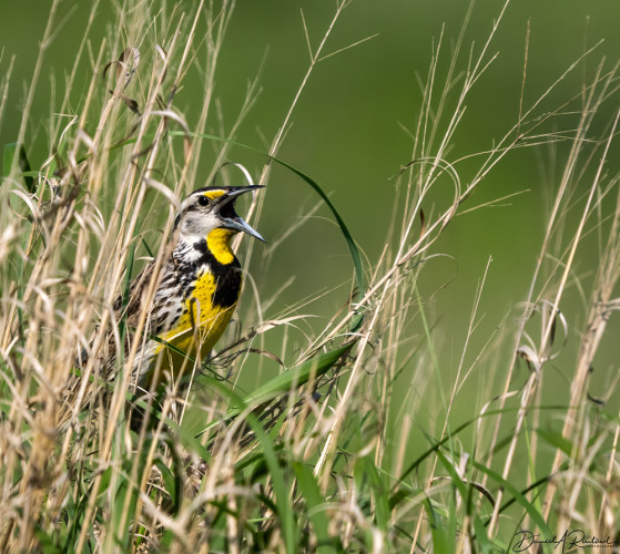 Yellow and black bird with long bill, singing with wide-open mouth from a grassy clump on the prairie