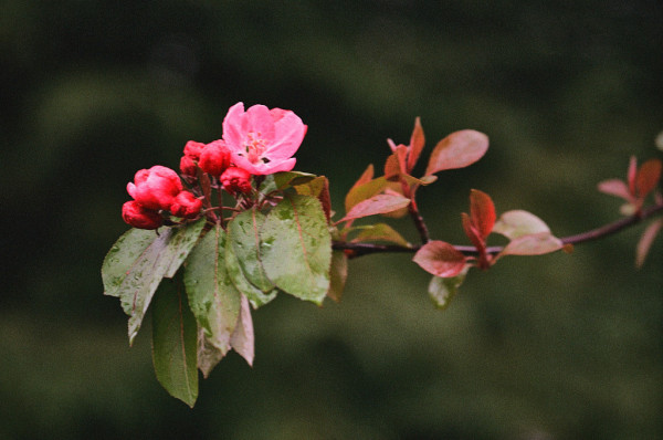 A small branch of wet pink blooms against a dark background.