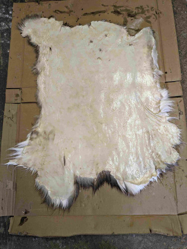 Deerskin hide, fur side down, flesh side up, lying stretched out on a piece of cardboard. The hide has just been oiled to help with the drying and softening process.