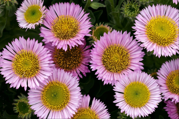 Closeup of a thick cluster of overlapping pink-petalled wide daisy-like flowers. Their centres are yellow with tiny upright stamens that erupt from the outside progressively inward toward the middle of the flower