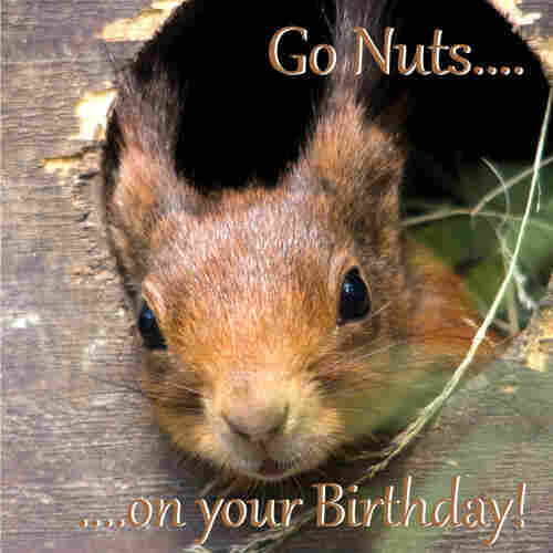 Picture a red squirrel sticking its head out of a hole in a tree trunk, the caption reads :”Go Nuts…. On your birthday”