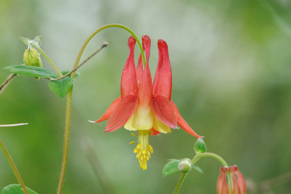 A light red flower hanging down from a curved green stalk. The back of the flower sticks up into the air in spikes while the front spreads outward and down to reveal yellow petals and stamens tipped in yellow paddles. There is another curved stem and flower in the foreground while the background is all out of focus green