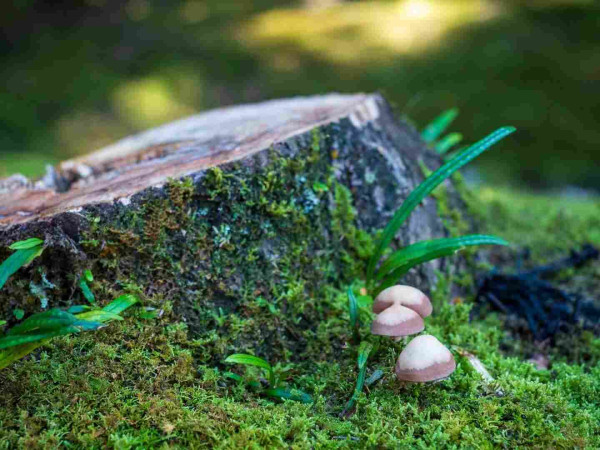 An image of small mushrooms growing on moss-covered ground near a tree stump.