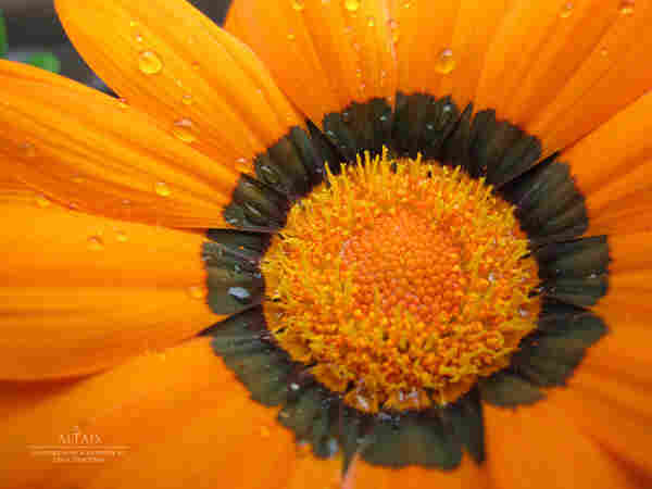 Nahaufnahme einer Blume 
- 
Close-up of a flower