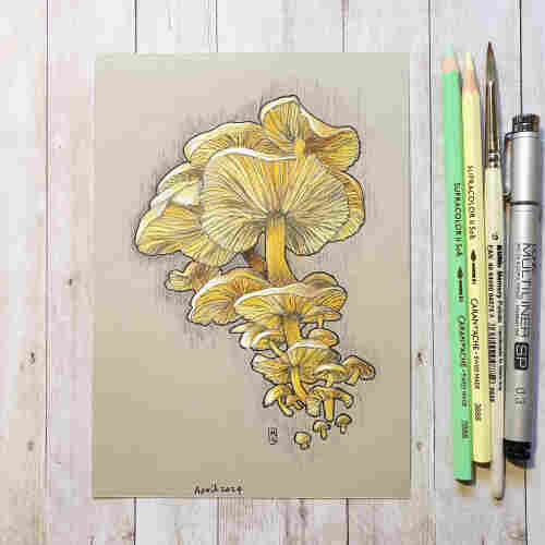 Original drawing - Yellow Mushroom Cluster
A colour drawing of a cluster of yellow mushrooms of various sizes.
Materials: colour pencil, mixed media, acid free beige pastel paper
Width: 5 inches
Height: 7 inches
