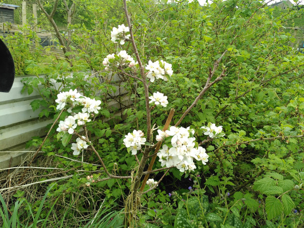 View of small apple tree covered in white flowers. Behind it are a large gooseberry bush and blackberry plants. Below the tree is a large lungwort plant with green leaves with white blotches and a few purple flowers.