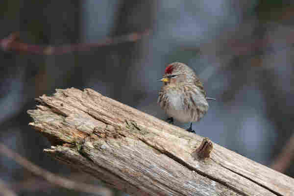 A small Common Redpoll sits on a big broken branch.
Dark forest with some blue sky in the background.