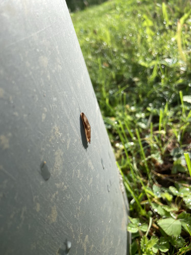 A brown slug making its way down the side of a gray trash can. It's brown on top and translucent on the bottom. The sun is shining from the right and we see its shadow to the left. 