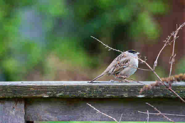 A golden-crowned sparrow sitting on a fence rail, with some dead shrub in front of it. It has all its feathers puffed so it is extremely orbicular, with no visible neck! Its black cap and golden racing stripe are very distinct, but it shows no inclination to move.
