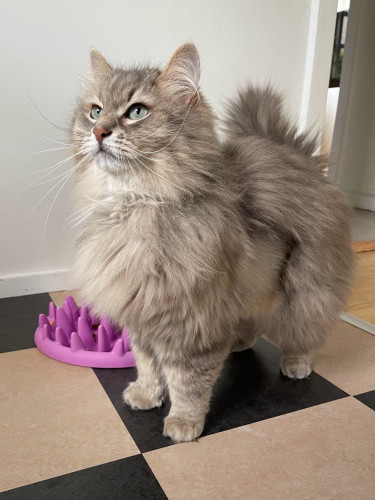 Grey Siberian cat standing on a checkered floor. He looks very focused, as his favorite wet food is about to be served. He is quite fluffy, although a lot of the winter floof has been shed (all over the house). His long white whiskers are very prominent.
