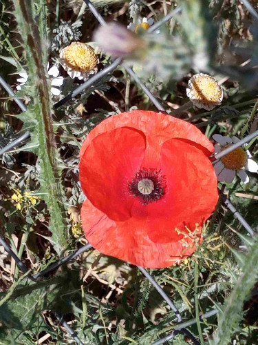 Photo of a poppy in full bloom with it's head poking through a wire fence. It's is surrounded by thistle plants and something that looks like large daisies