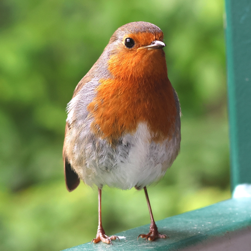 A European Robin standing on the metal, green-painted ledge of a hide window, looking at the photographer with his or black, beady eye. We can see the Robin's orangey-red breast, throat, and forehead, white belly, and brown cap, with a little of his or her brown back and wings, and of course their short, dark beak, and pinkish legs and feet.