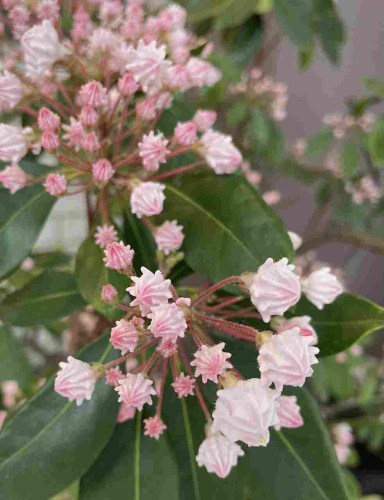 This is a picture of a kalmia flower.
They have swollen buds that look like pale pink whipped cream. Gentle colors blooming in front of a general store.