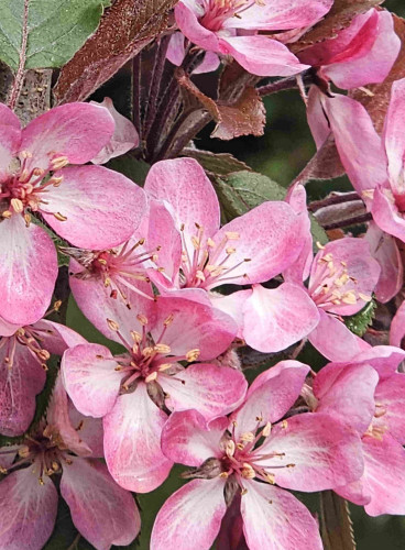 Close up of a cluster of pink and white apple blossom.