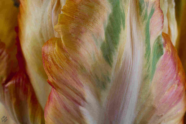 A closeup on some petals, They are flamed in green, cerise, orange, saffron, yellow, and pastel versions of the same.