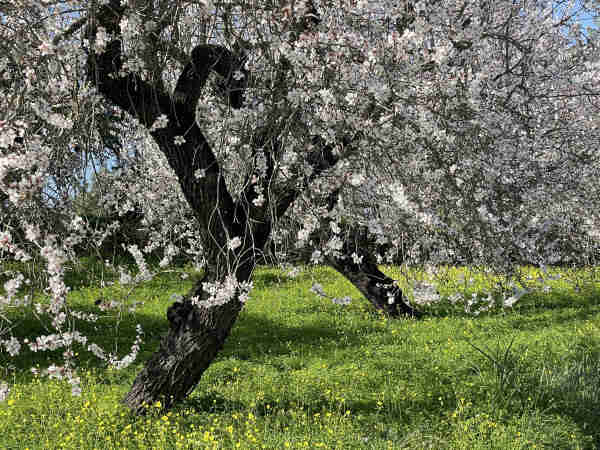 Almond trees in full bloom with white flowers, against a backdrop of green grass with yellow wildflowers.