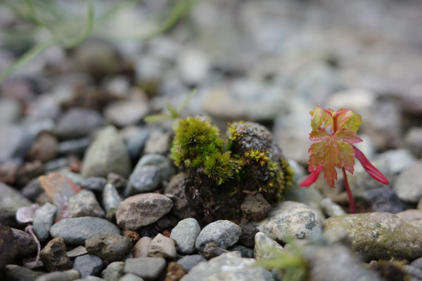 A close up photo of white and grey gravel. A small black lump of soil is in the middle with moss growing on it. To the right is a tiny twig of red maple with two unfolded leaves and another two folded leaves on its sides. The background and foreground are blurred with some unclear green twigs sticking out.