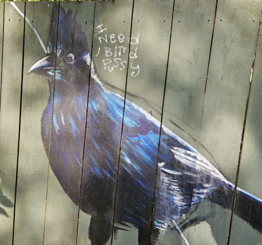A loose acrylic mural painting of a stellers Jay on a green fence. Above it someone wrote "I need bird pussy"
