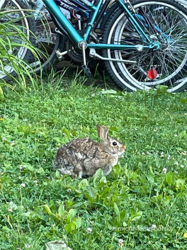 A brown bunny sitting in profile on green grass in front of a stack of bicycles. 