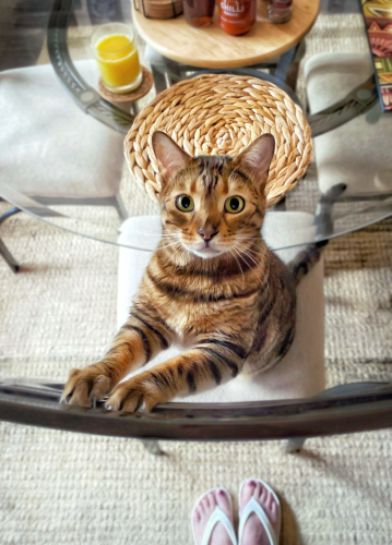 A very cute photo of bengal cat Neko sitting on a kitchen chair with his paws on the back of the chair looking up at me with his wide open eyes. He’s looking adorable because he knows that this look will get him a cheeky tuna treat