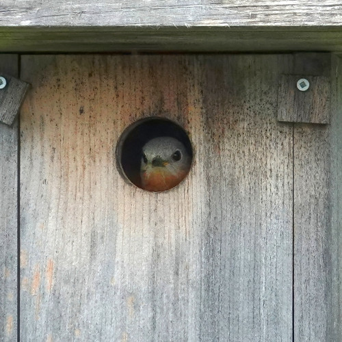 A female Eastern Bluebird sits in a birdhouse on her nest.
She looks out of the "window"...