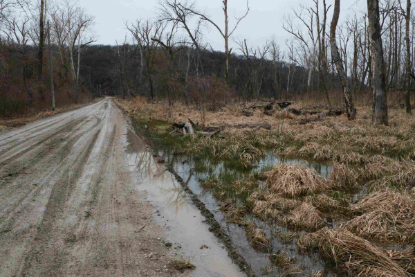 View along a straight, wet dirt road next to a flooded meadow, with water encroaching on the road. The actual stream is located roughly 100 yards down the road.