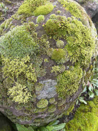 Variegated moss on a boulder.