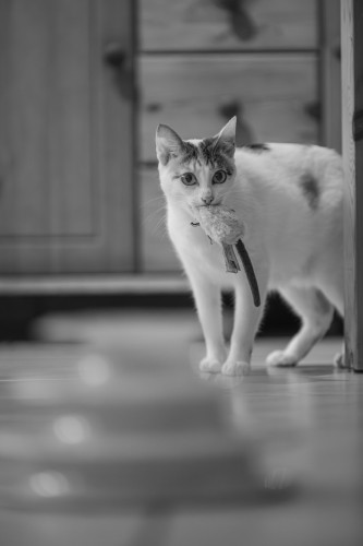 Schwarzweiss Foto unserer Katze Rosa, sie hat ein Mausspielzeug in der Schnauze. Sie trägt es gerne mit sich herum.
Im Vordergrund, in der Unschärfe, ist ein weiteres Spielzeug zu sehen, im Hintergrund das Untere Teil eines Schrankes mit Schubladen. 