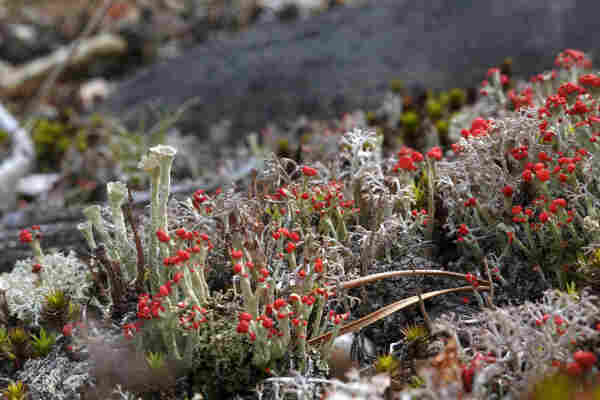 Close-up of various Cladonia lichens in different shapes and colours